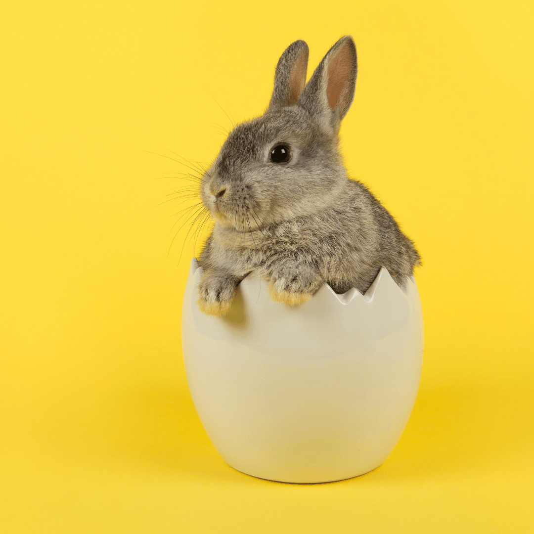 Priecīgas Lieldienas!